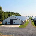 Poultry Farm Shed Chicken House for Broiler Chicken Layer Chicken 3