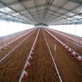 Poultry Farm Shed Chicken House for Broiler Chicken Layer Chicken