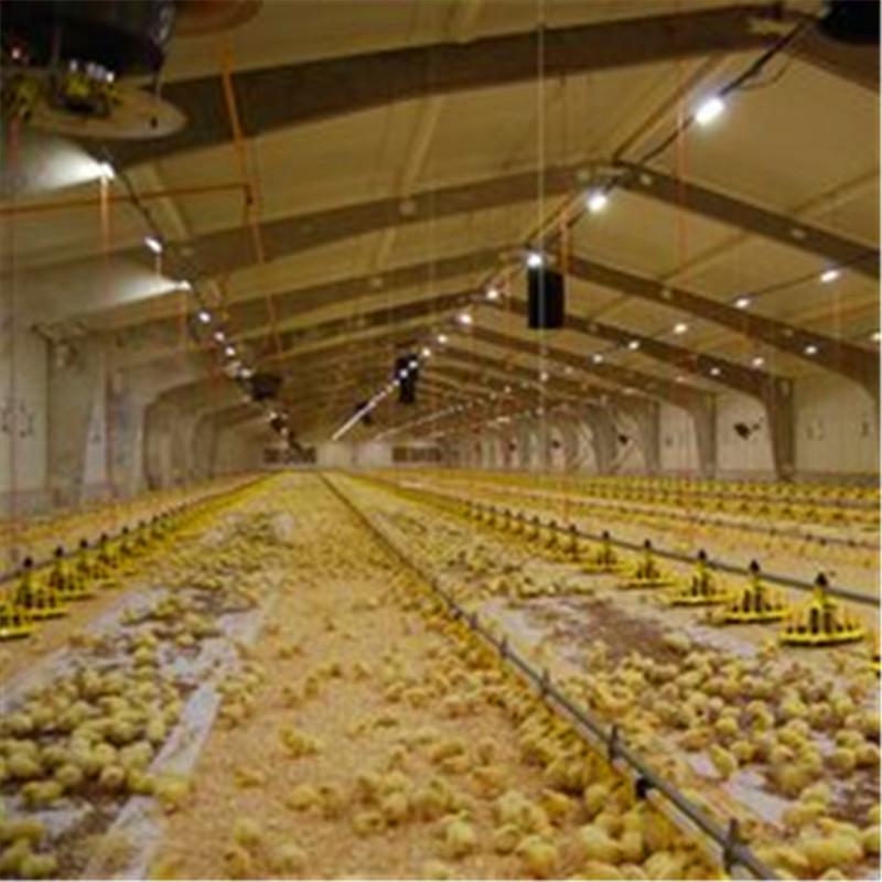 Poultry Farm Shed Chicken House for Broiler Chicken Layer Chicken 5