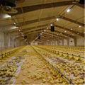 Poultry Farm Shed Chicken House for Broiler Chicken Layer Chicken