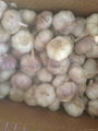 fresh garlic 2