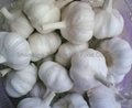 fresh garlic 4