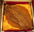 Good Quality Totoaba Fish Bladders for Sale