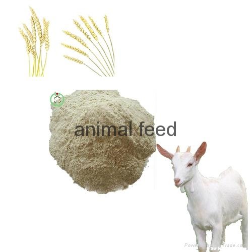wheat gluten meal animal feed