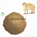 meat bone meal animal feed