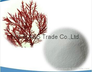 Carrageenan Powder 2