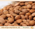 Raw Sweet Apriot Kernels from China 1