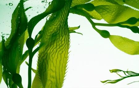  100% Organic Seaweed Extract Fertilizer Flakes NPK 7-3-37