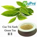 Green tea extract 1