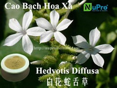 Hedyotis diffusa extract