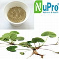 Centella asiatica extract