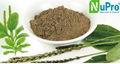 Plantago major extract