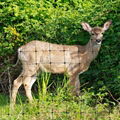 Plastic bi-oriented deer fence net 5