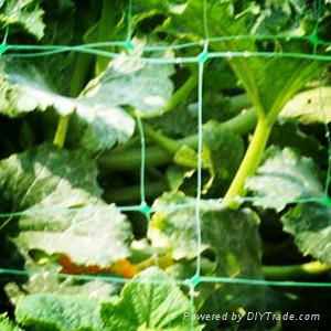 Green plant support trellis net 3