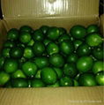 Seedless Lime  1