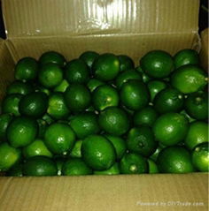 Seedless Lime 