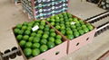 Seedless Lime  4