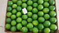 Seedless Lime  3