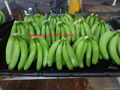 Fresh Cavendish Banana for sell 5