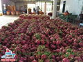 Dragon Fruit From Viet Nam ( 00 84 905 179759) 4