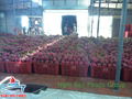 Dragon Fruit From Viet Nam ( 00 84 905 179759) 5