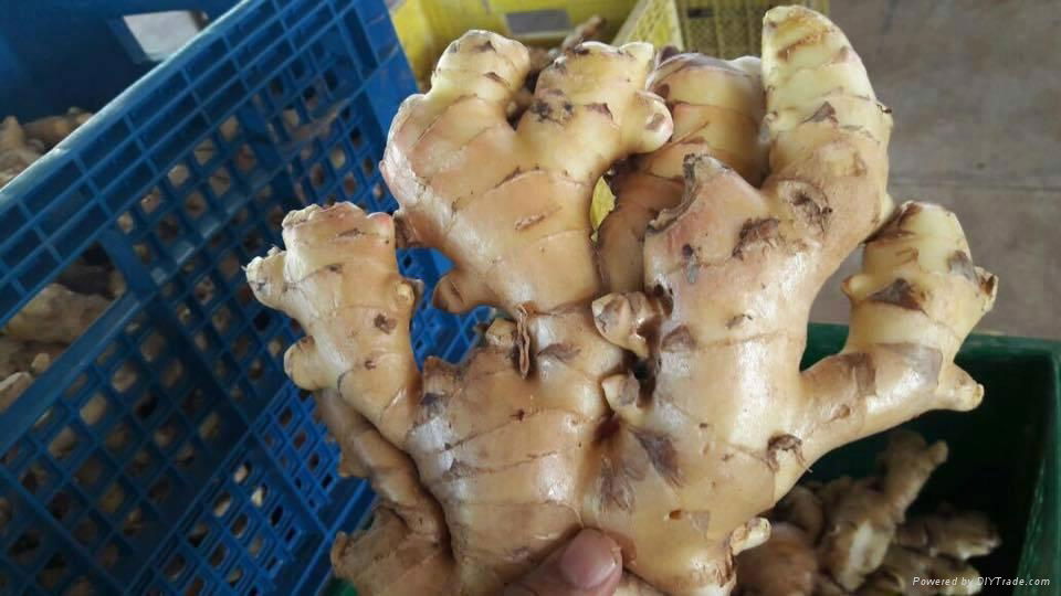 Fresh ginger (+84 905 479759) 2