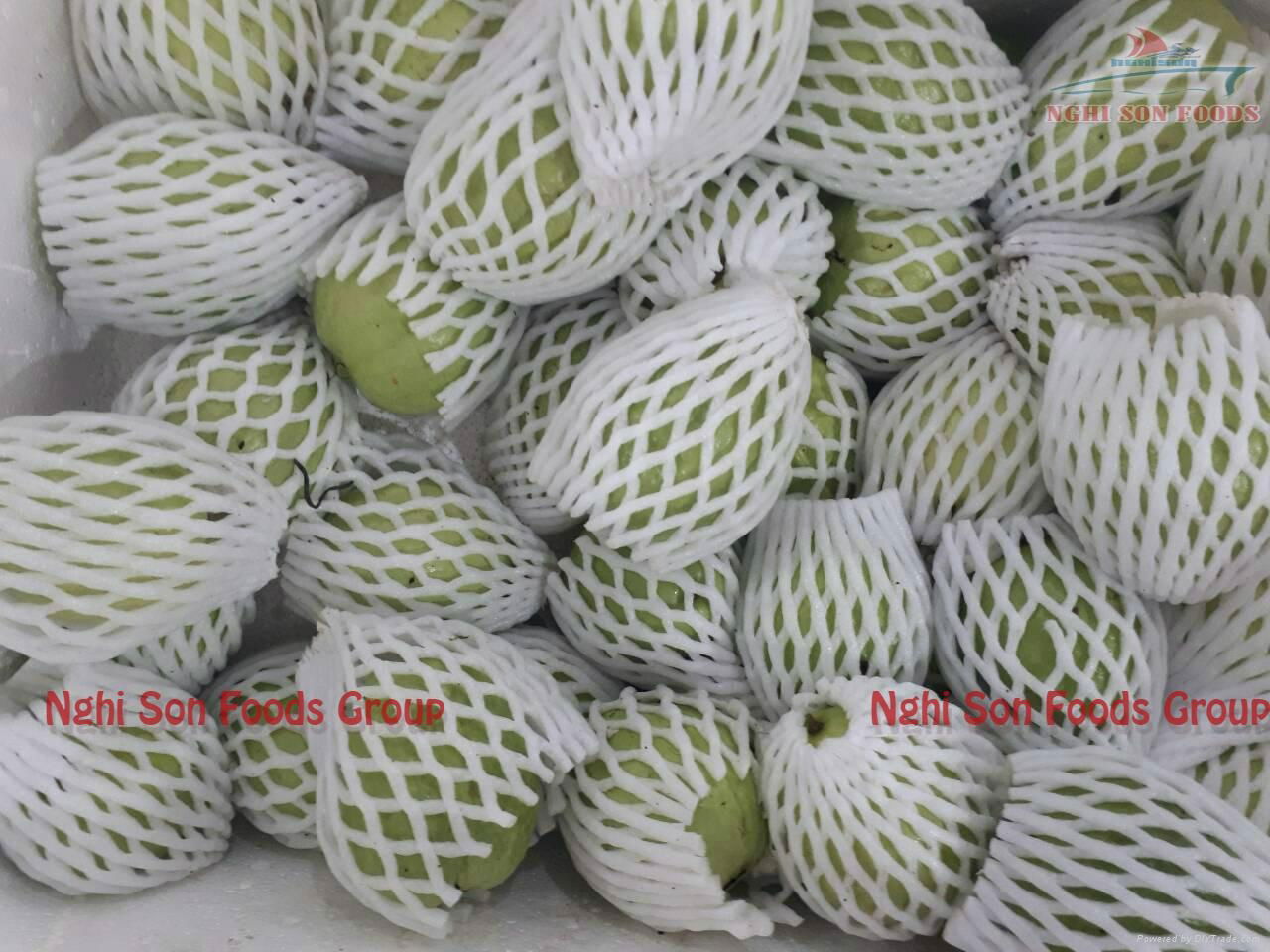 fresh guava fruit vietnam for sell