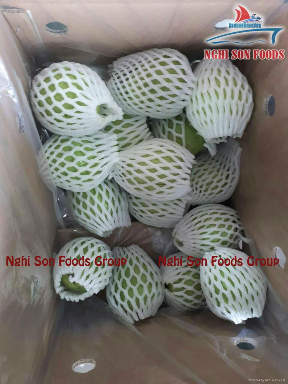 fresh guava fruit vietnam for sell 2