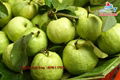 fresh guava fruit vietnam for sell 3