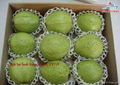 fresh guava fruit vietnam for sell 4