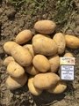 Fresh Potatoes 1