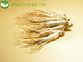 ginseng extract 4