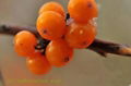  Sea buckthorn fruit oil 3