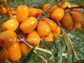  Sea buckthorn fruit oil 4