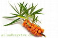  Sea buckthorn fruit oil 5