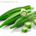 100% pure natural health plant extract okra powder 4