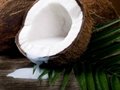 organic coconut oil in bulk 4