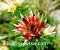 Organic rhodiola rosea extract 5