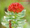 Organic rhodiola rosea extract 3