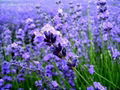 lavender oil 3
