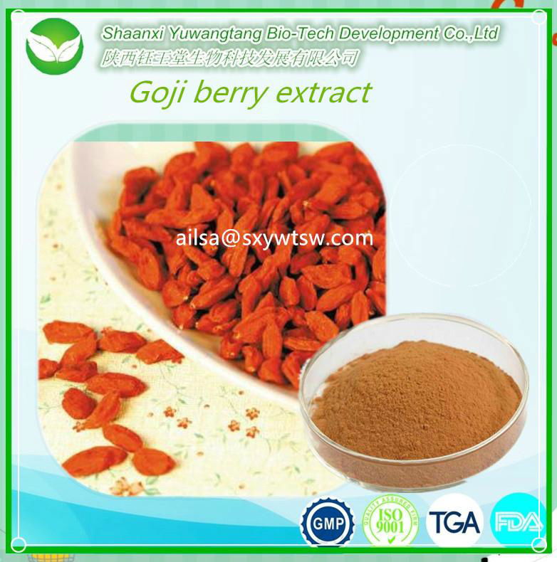 Free Sample Natural Wolfberry Extract