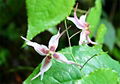 Epimedium Extract 2