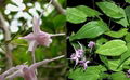 Epimedium Extract 4