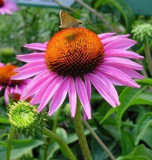 Echinacea Extract 2