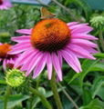 Echinacea Extract 2