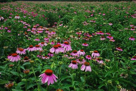 Echinacea Extract 3