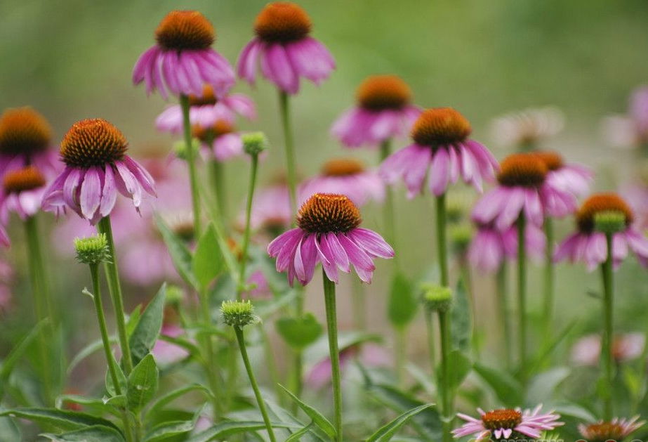 Echinacea Extract 4