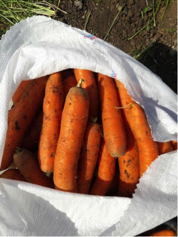 Carrots By Wholesale - For Export 5