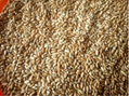 Wheat, 3 Grade 3