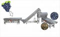 Grape Destemmer And Sorter Processing